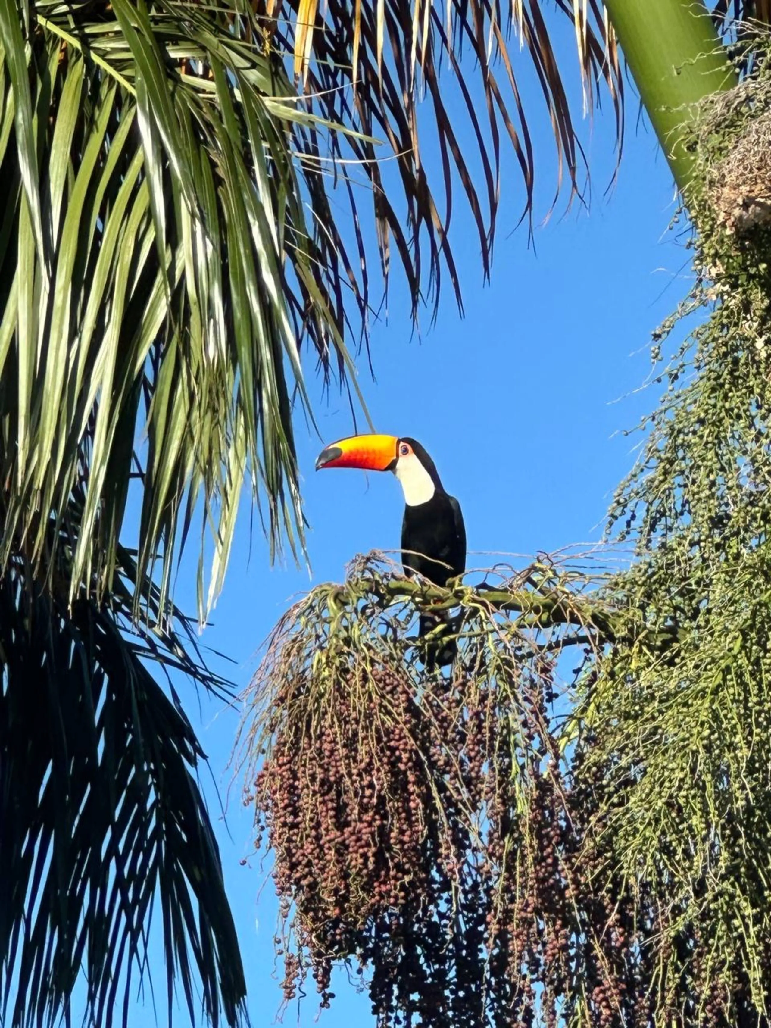 Tucano pousado em uma palmeira do jardim, contra um céu azul limpo.